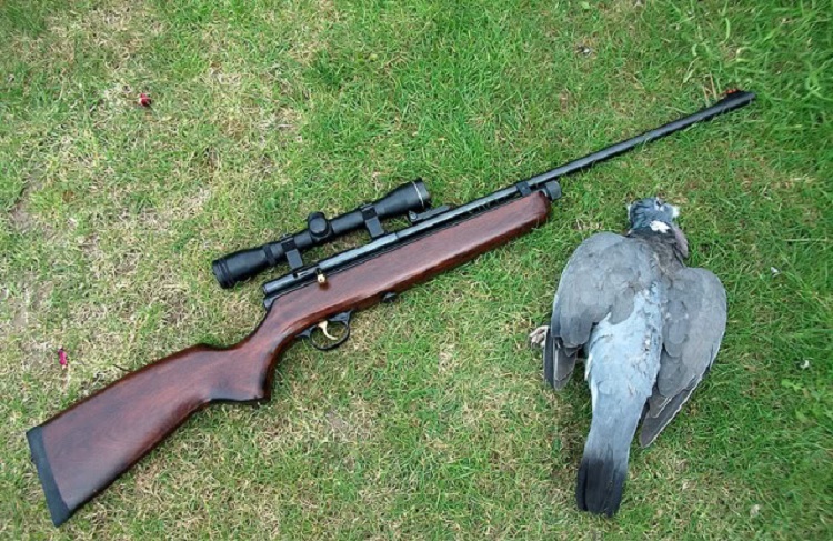 Best Air Rifle to Kill Pigeons